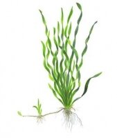 Vallisneria sp. Asiatica