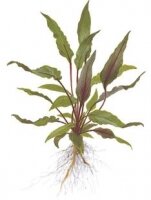 Cryptocoryne becketii
