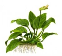 Anubias barteri var. nana