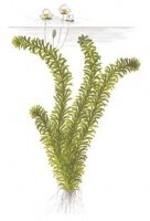 Egeria densa