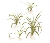 Echinodorus tenellus