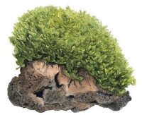 Monosolenium tenerum